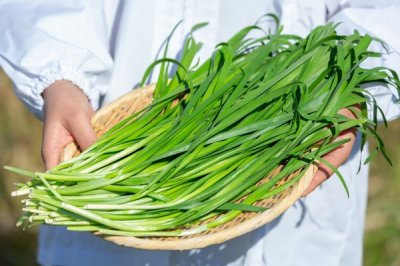 画像1: 元気もりもり☆にら餃子とはちやのおすすめ餃子セット２（4種類)【蜂屋食品】クール(冷凍)